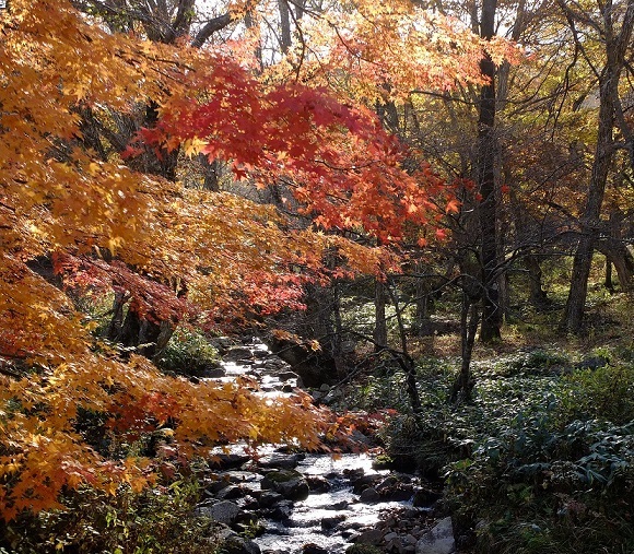 広島県民の森の紅葉（2020.11）