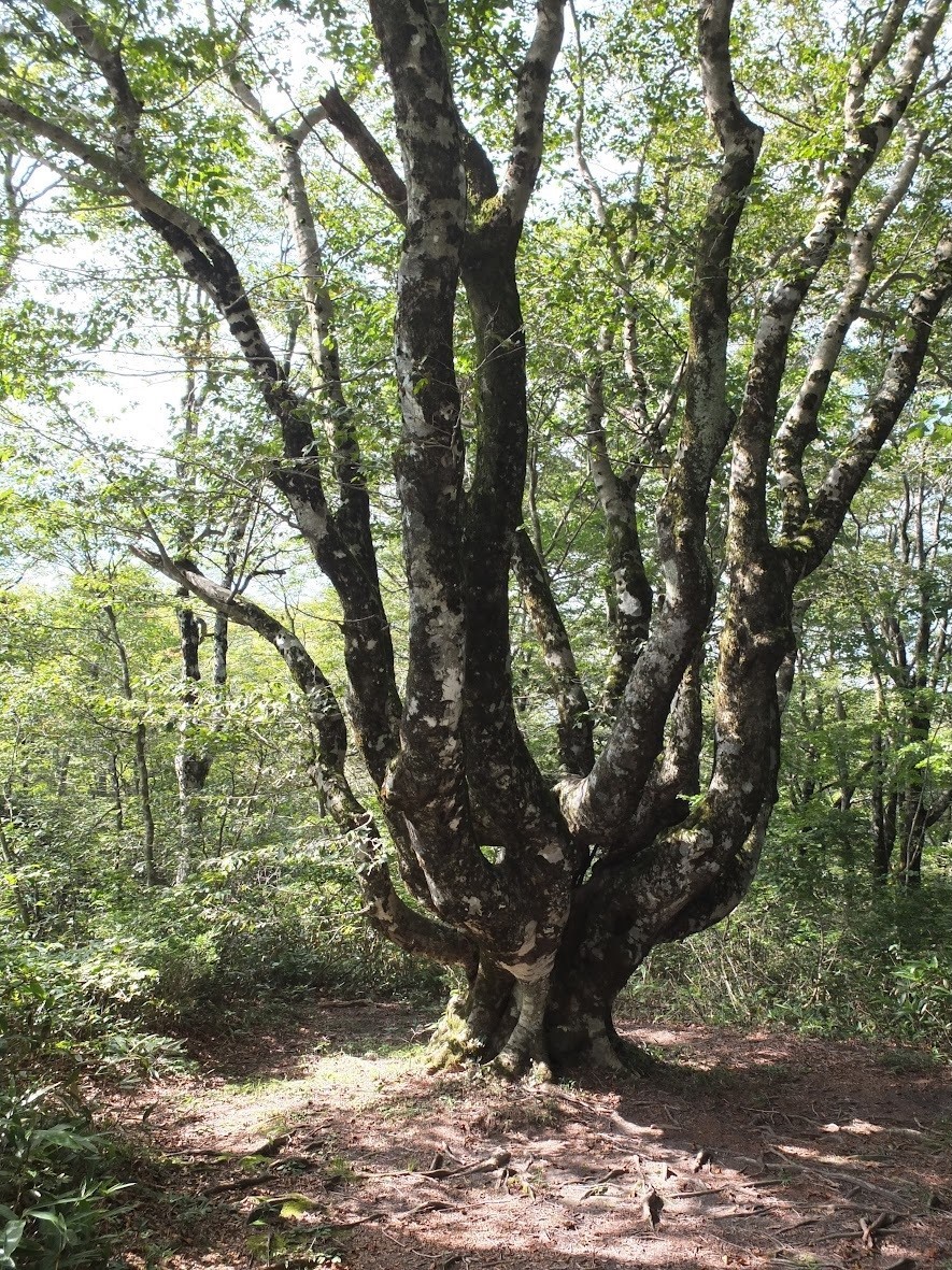 三瓶山